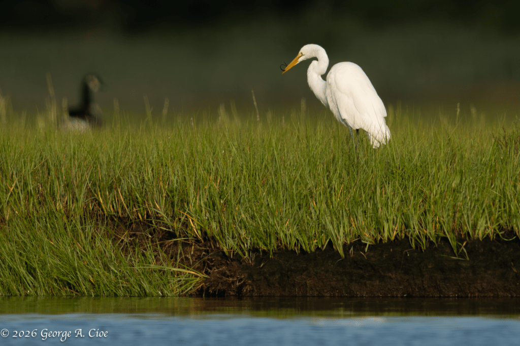 The Eel Wrestler (Great Egret with probable juvenile American eel)