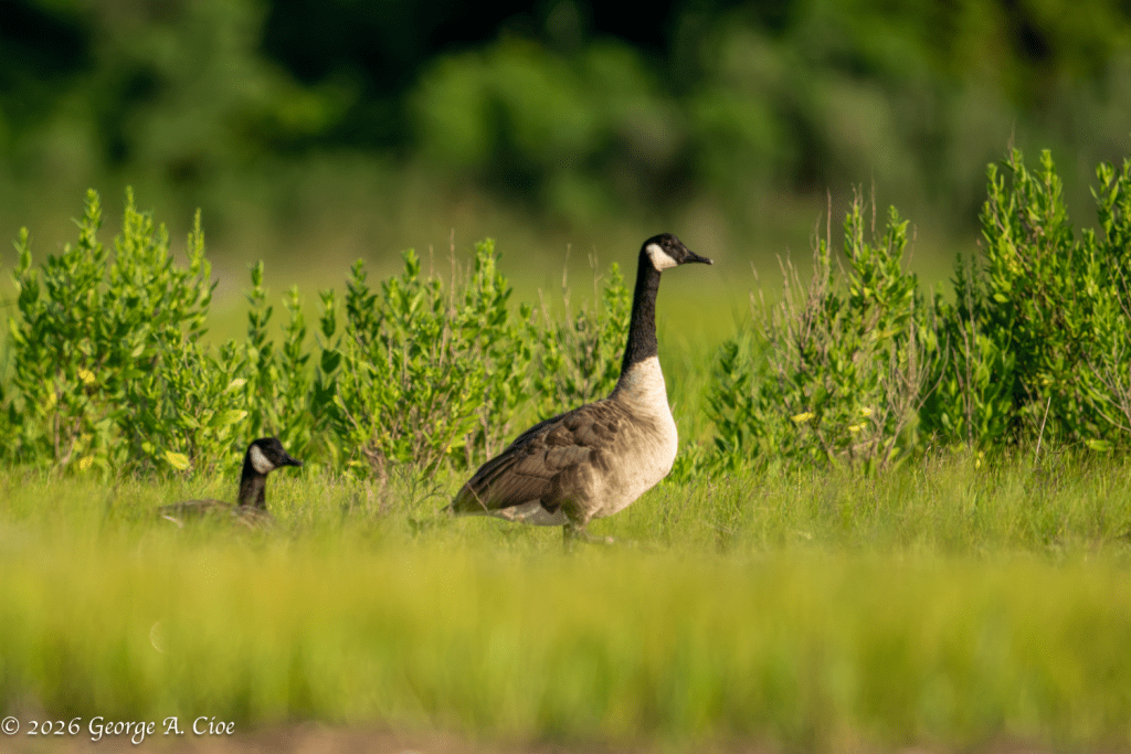 The Welcome Committee (Canada Geese)
