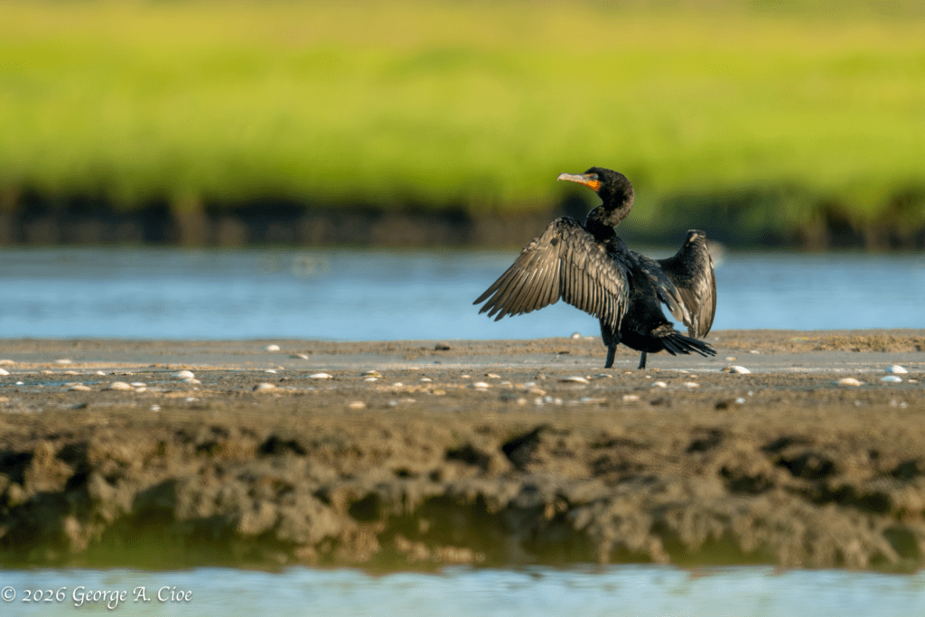Old Blue Eyes (Double-crested Cormorant)