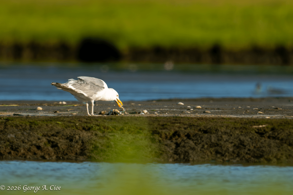 Breakfast of Champions (Herring Gull with crab)