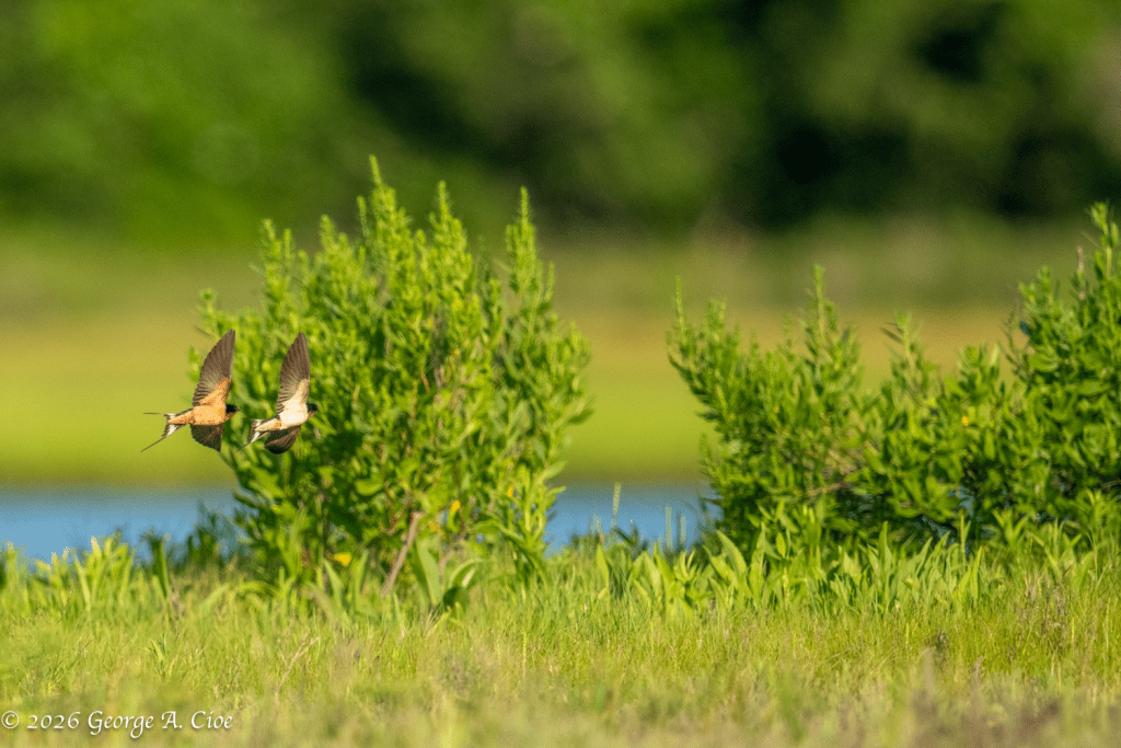 Breakfast on the Wing (Barn Swallows)