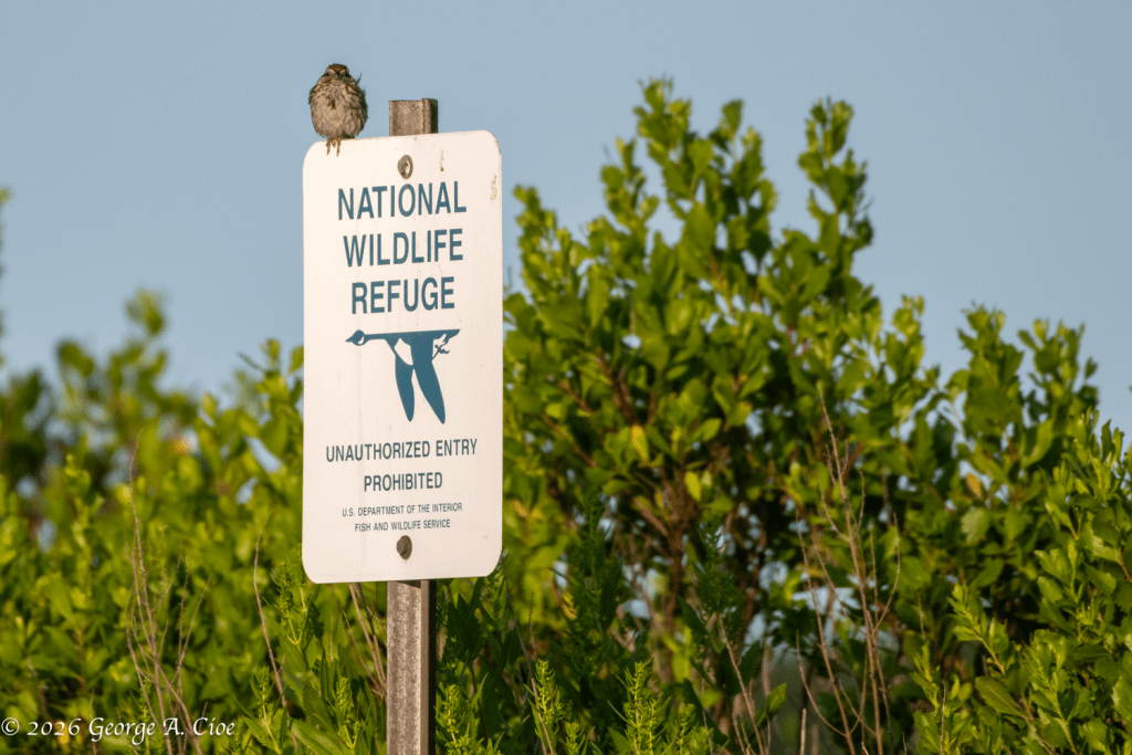 Supervisor of the Refuge (Song Sparrow on the refuge sign)