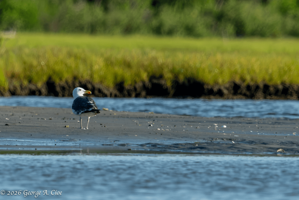 Morning Majesty (Great Black-backed Gull on the sandbar)