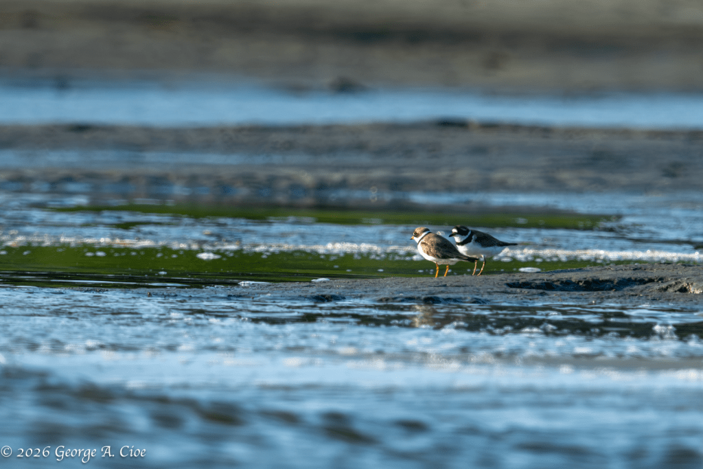 Neighbors at Low Tide (Semipalmated Plovers)