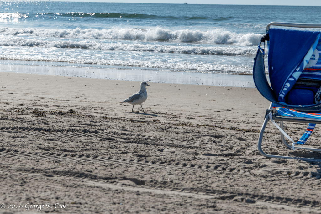 "The Usual Suspect" Ring-billed Gull
