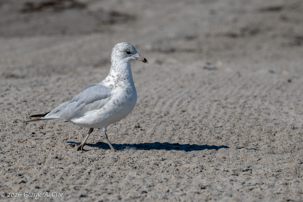 "Operation: Hot Dog" Ring-billed Gull