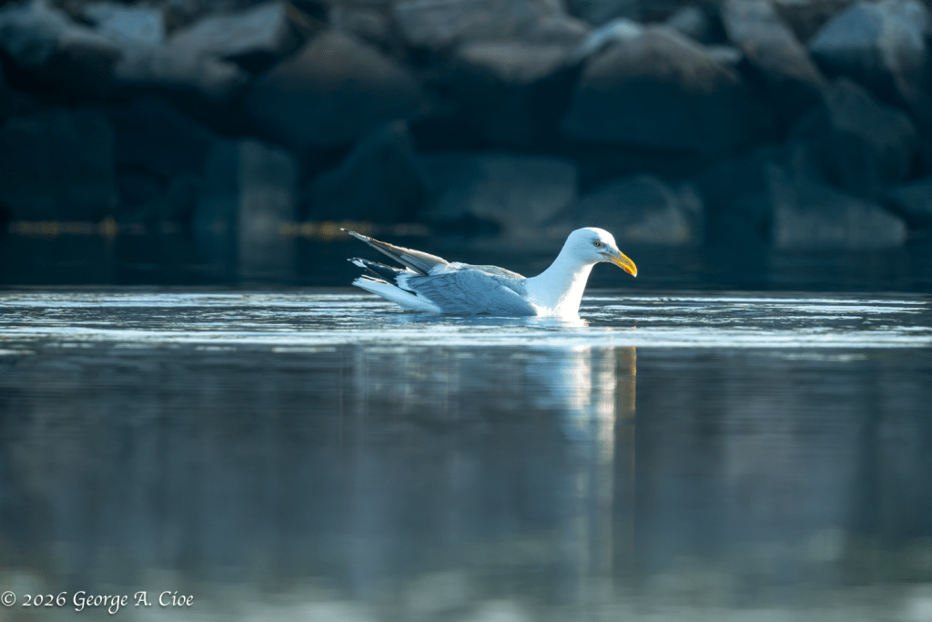 "The Calm Before the Commotion" Herring Gull