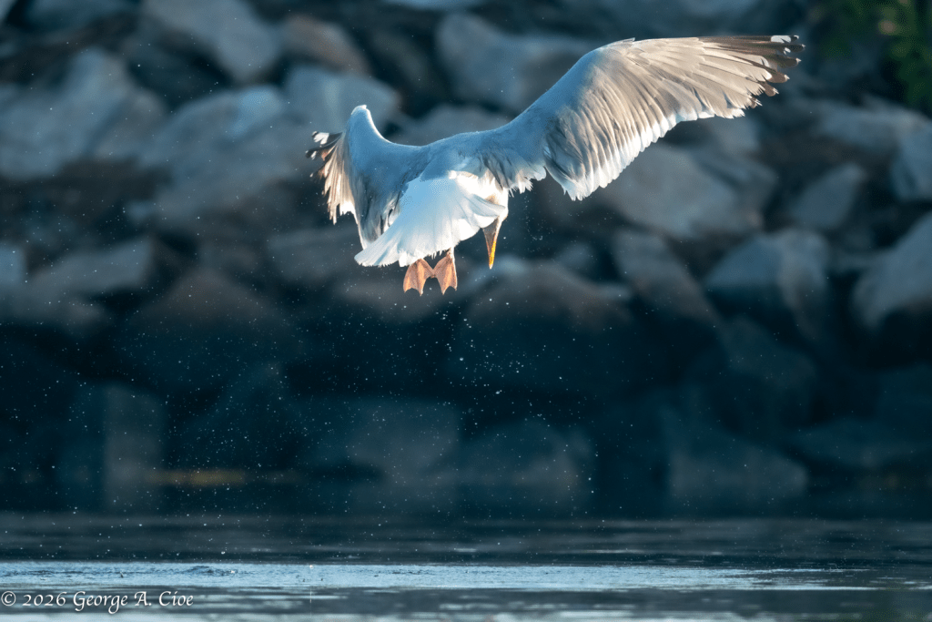 "Gravity Requests Your Immediate Attention" Herring Gull
