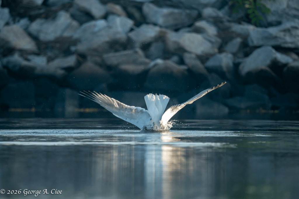 "The Commitment" Herring Gull