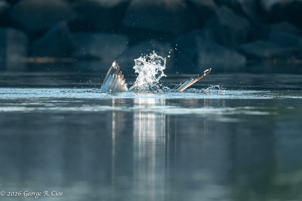 "Making a Splash" Herring Gull