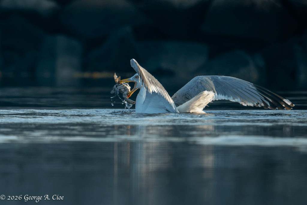 "Ladies and Gentlemen... We Have a Crab!" Herring Gull