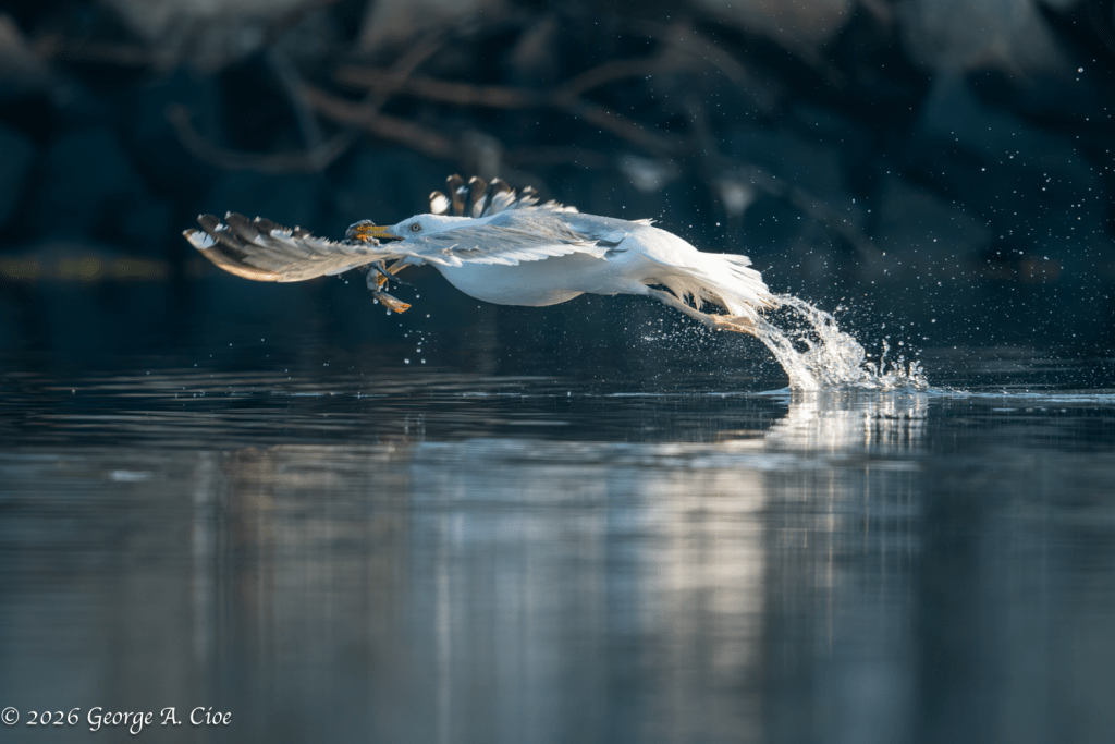 "Disqualified for Leaving the Arena Too Soon" Herring Gull