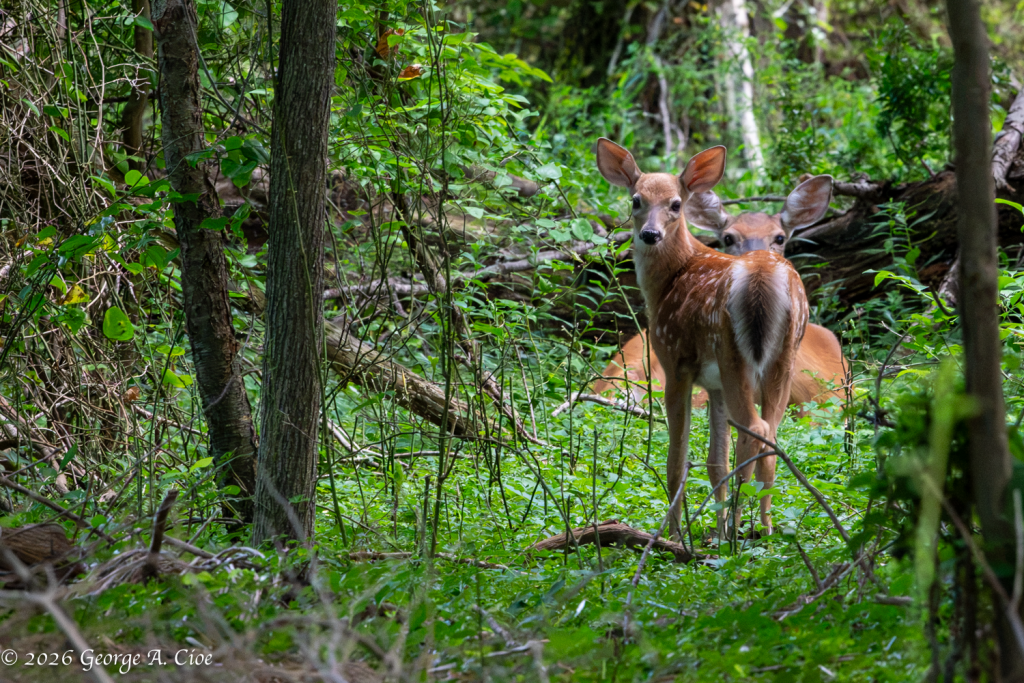 "Over His Shoulder" Whitetail Doe and Fawn