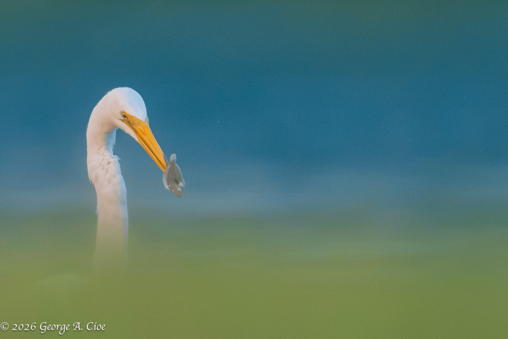 “Breakfast in the Blue” Great Egret on the Narrow River