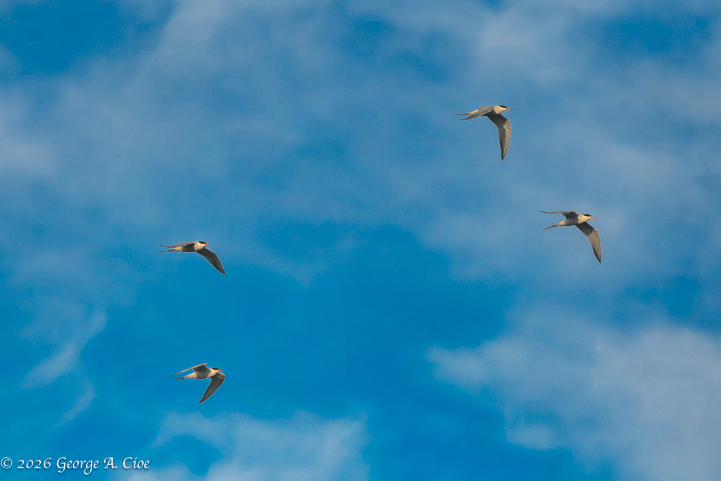 “Tern Formation Flying” Over Narrow River