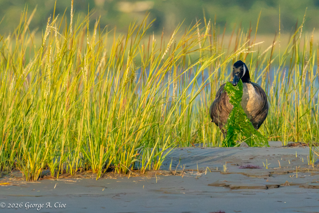 “Do I Look Like I Ordered the Small?” Canada Goose with Algae