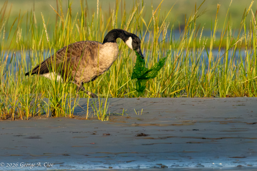 “One Endless Noodle” Canada Goose with Algae