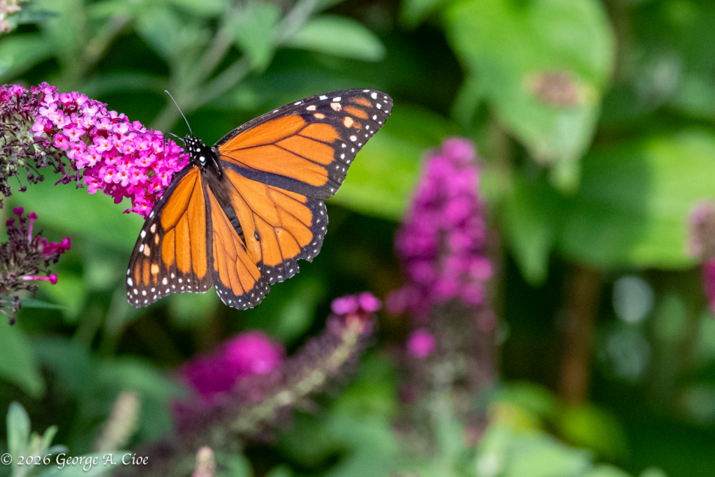 “Orange Is the New Black” Monarch Butterfly