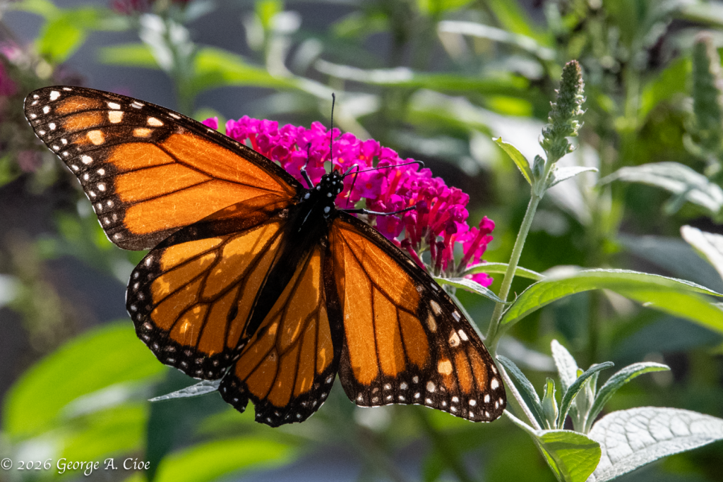 “Table for One” Monarch Butterfly