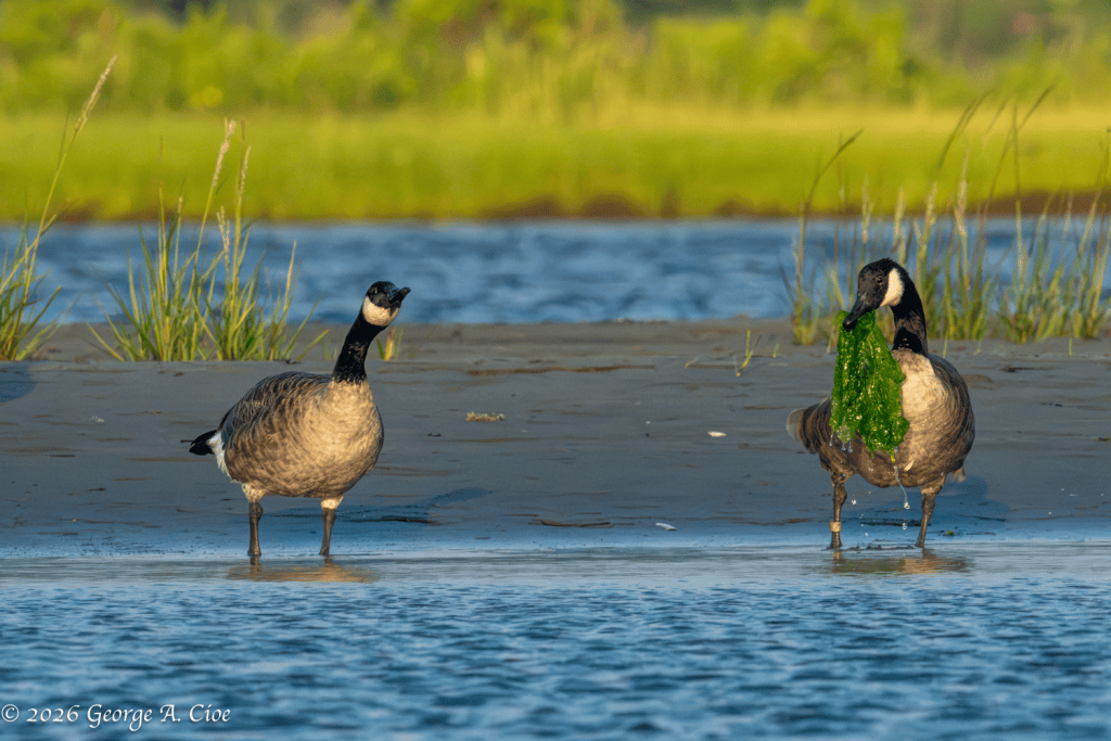“You Gonna Finish That?” Canada Geese
