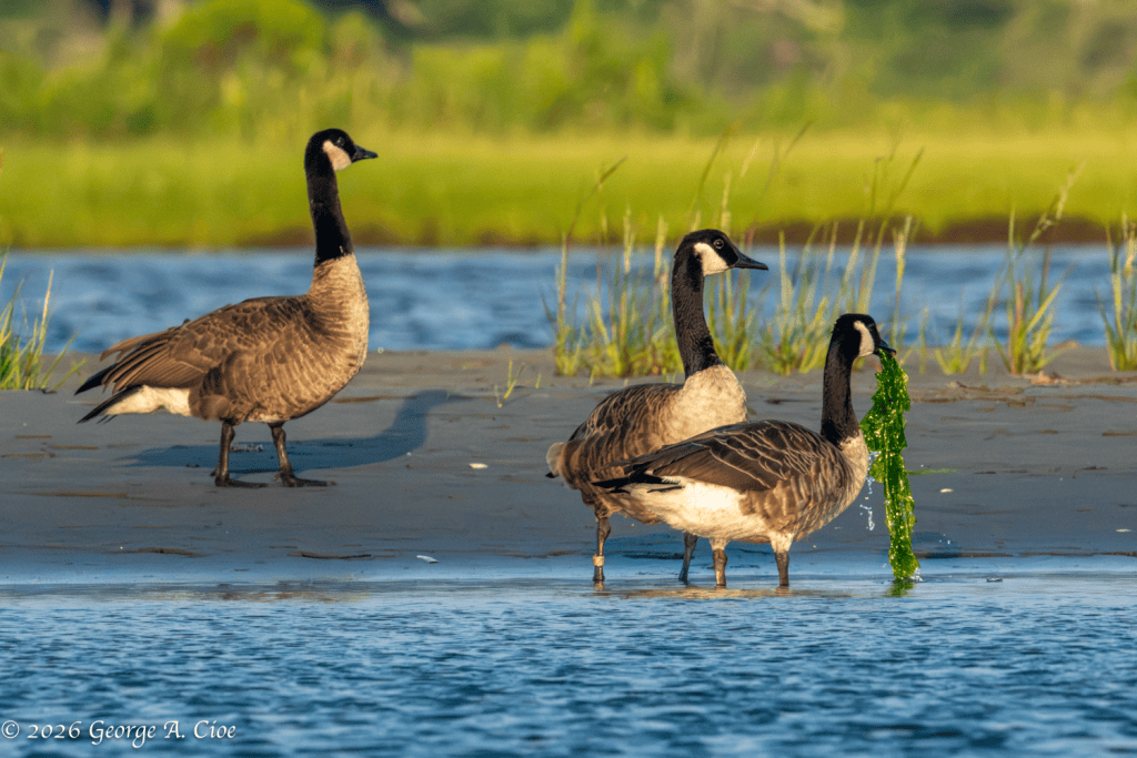 “The Salad Bar Has a Line” Canada Geese