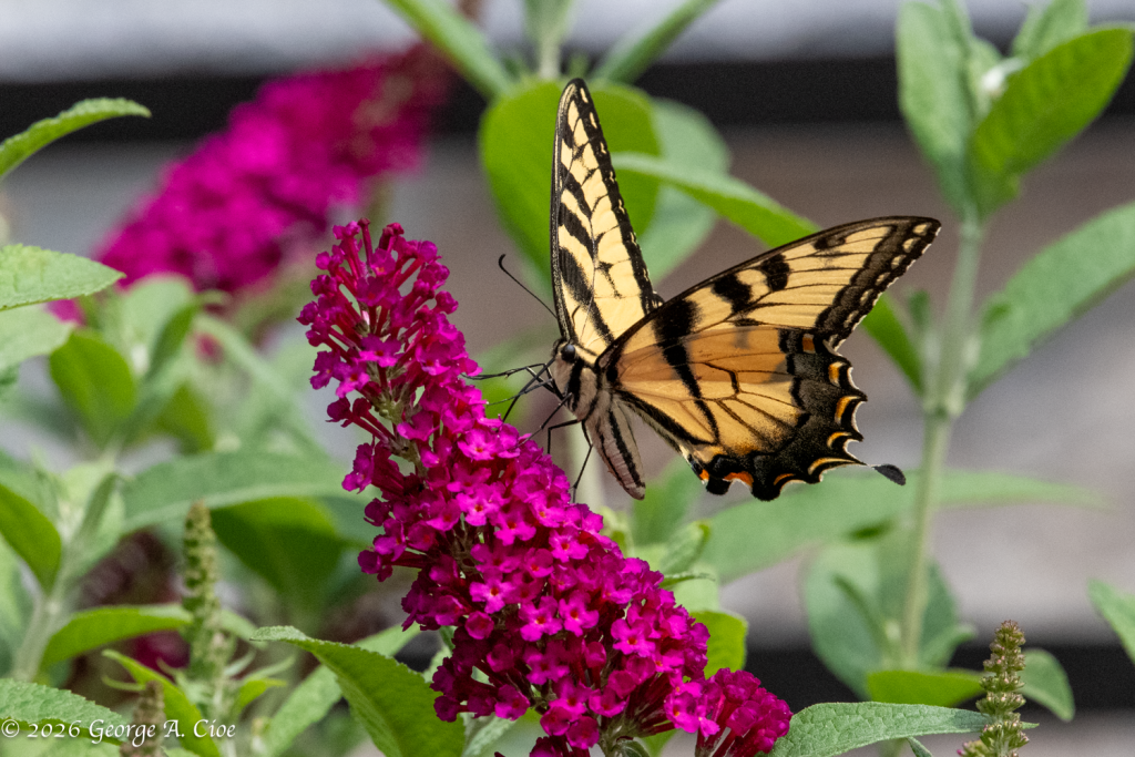 “Formal Attire Required” Eastern Tiger Swallowtail