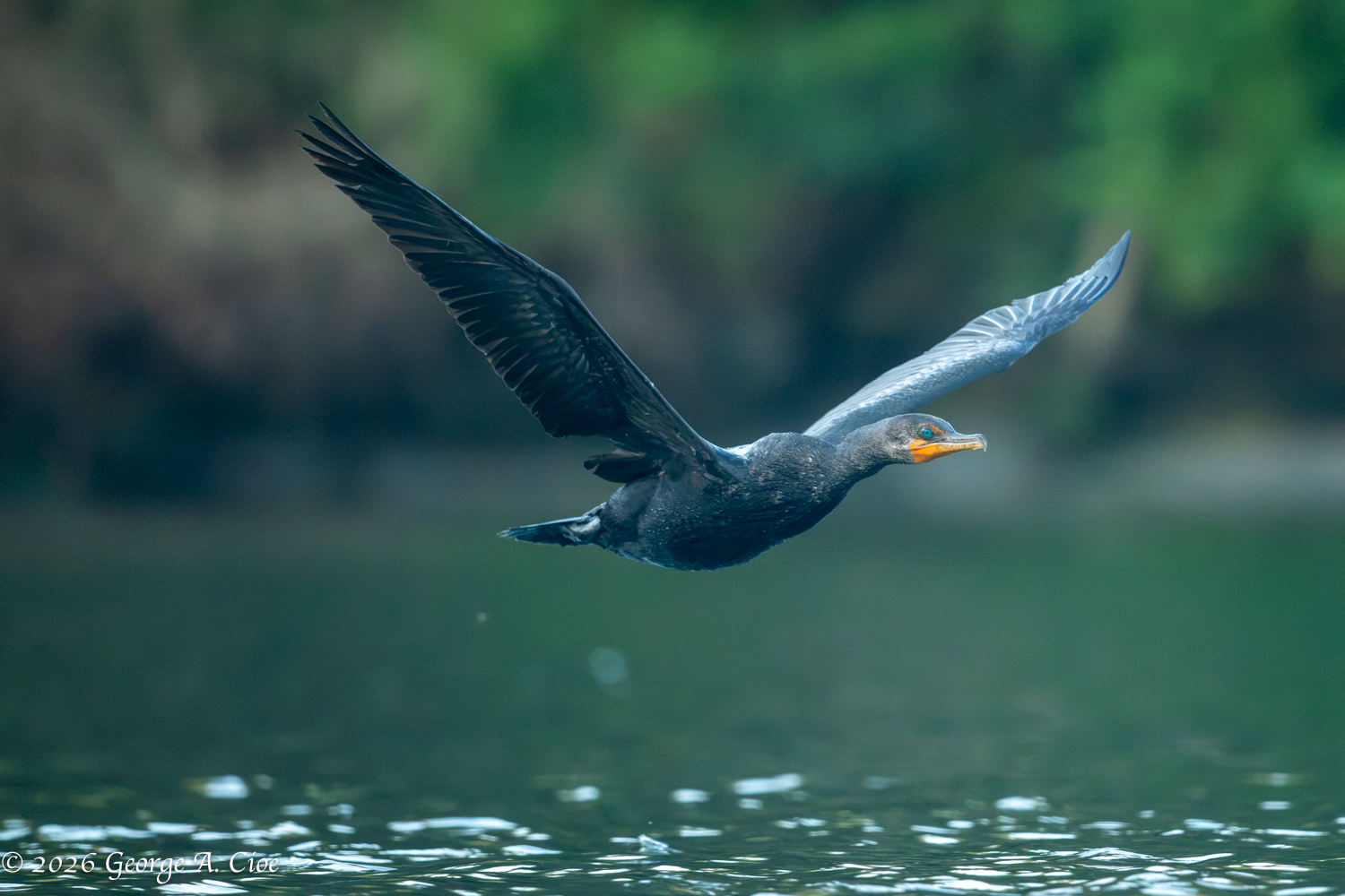The Day a Cormorant Made Eye Contact