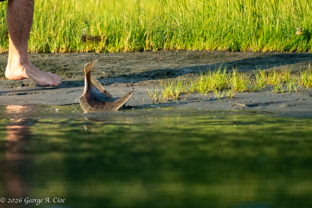 "Back Where You Belong” Flounder on Narrow River