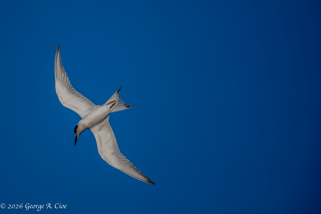 “The Impossible Turn”