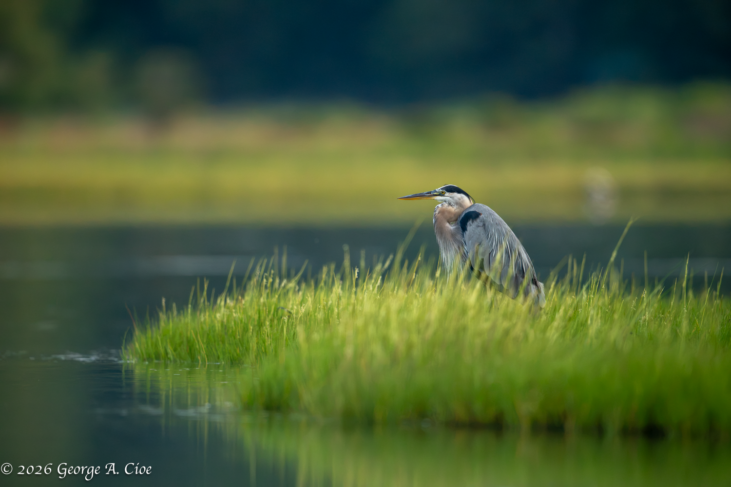 The Gullfather: Witnessing Nature’s Cinematic Scenes