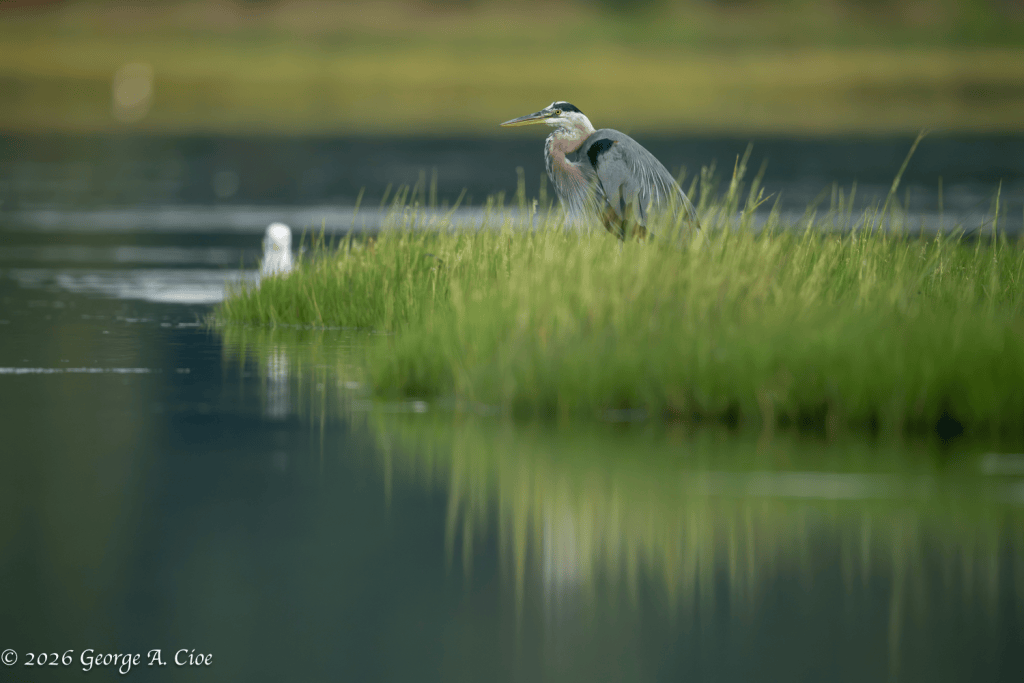 “Someone’s Coming” Herring Gull Approaching Great Blue Heron