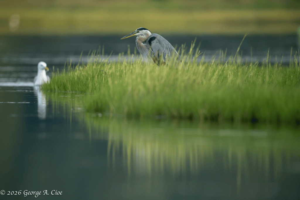 “Requesting an Audience” Great Blue Heron and Herring Gull