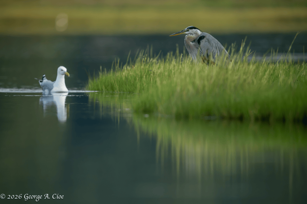 “I Come to You Today…” Herring Gull and Great Blue Heron