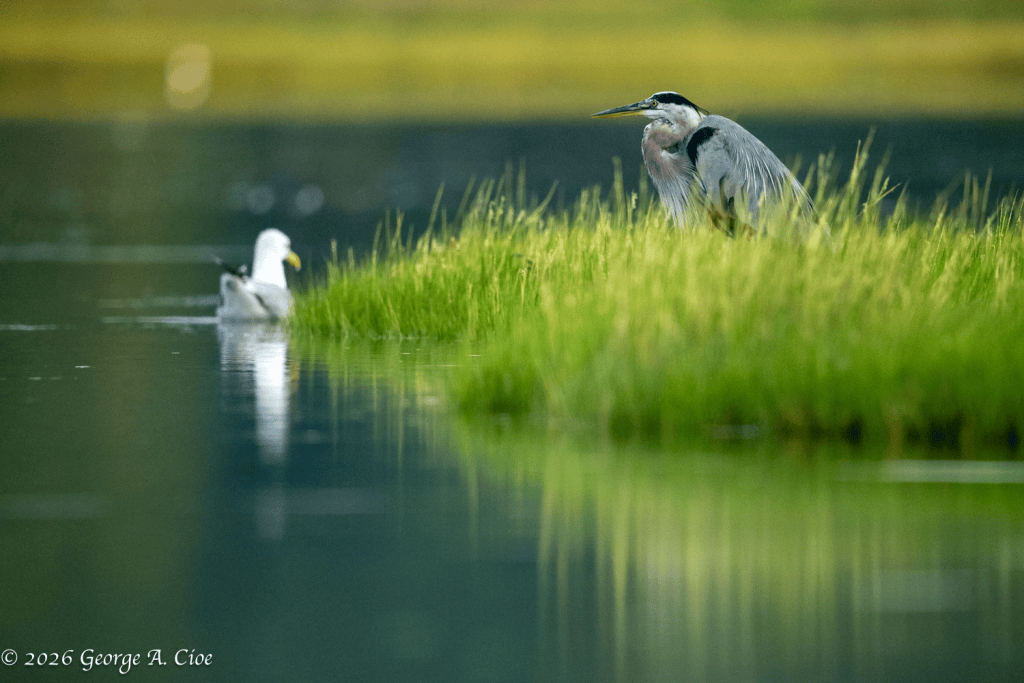 “You Talkin’ to Me?” Great Blue Heron and Herring Gull