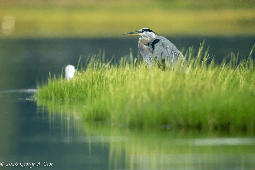 “Audience Denied” Great Blue Heron and Herring Gull