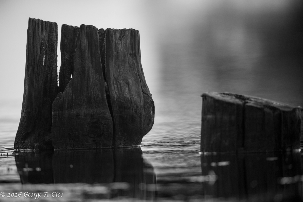 “Ghosts of the Sea View”