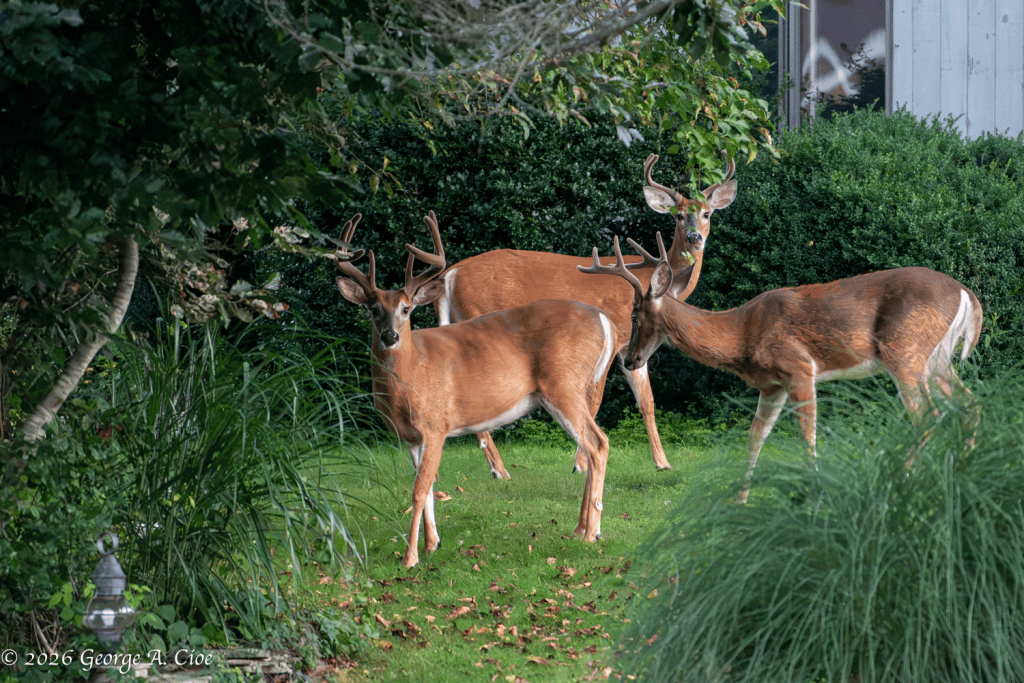 "Boys of Summer" White-tailed Bucks