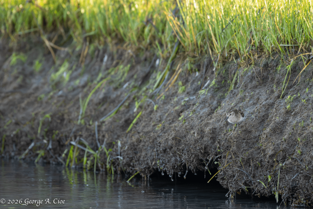 “Find the Sandpiper” Least Sandpiper