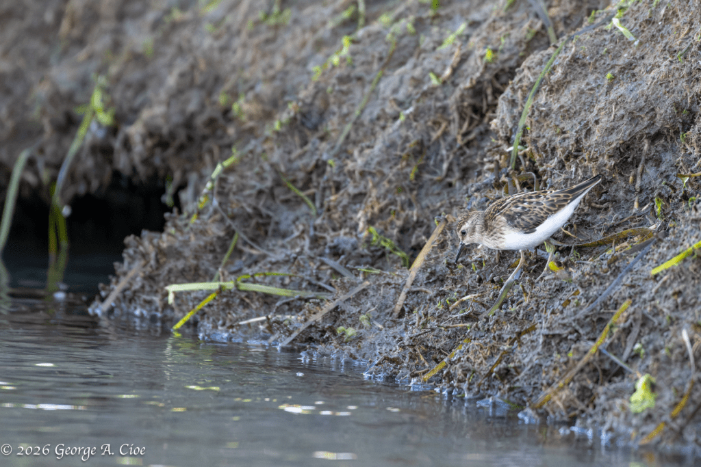 “Working the Waterline” Least Sandpiper