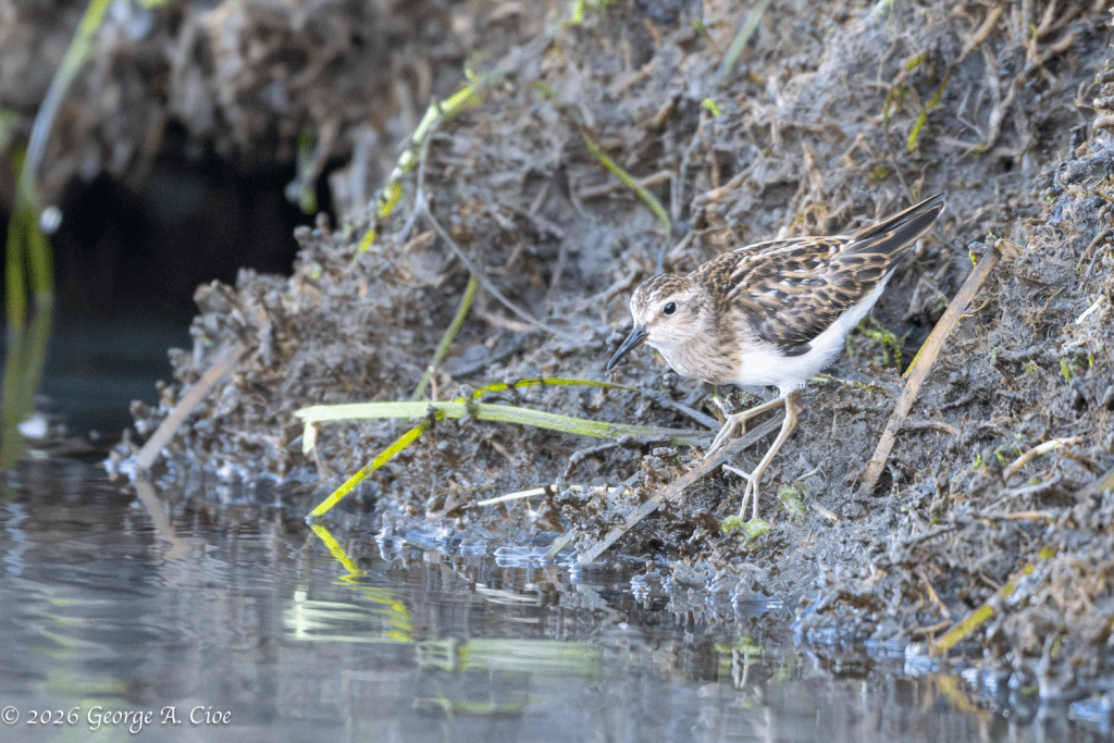 “The Littlest Shorebird” Least Sandpiper