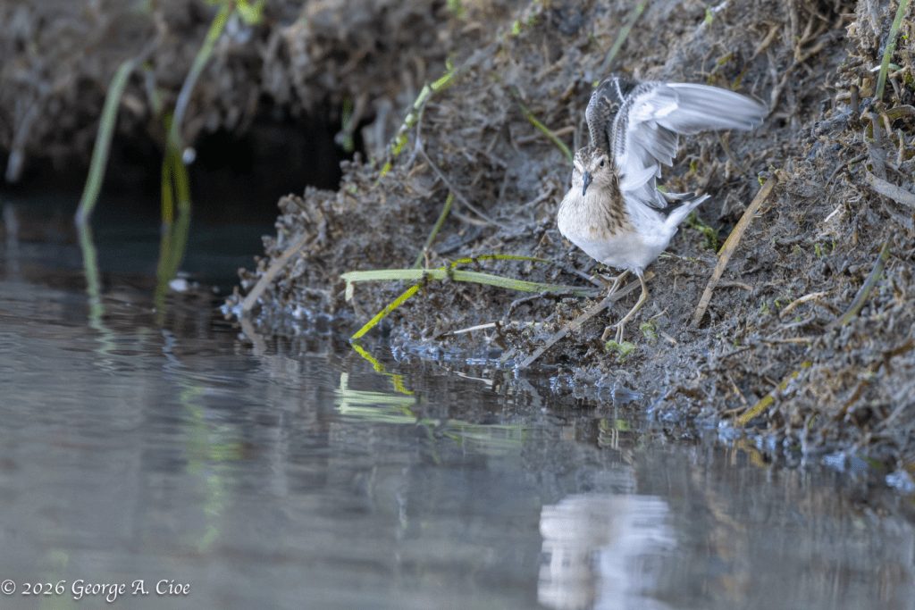 “A Little Wing Room” Least Sandpiper
