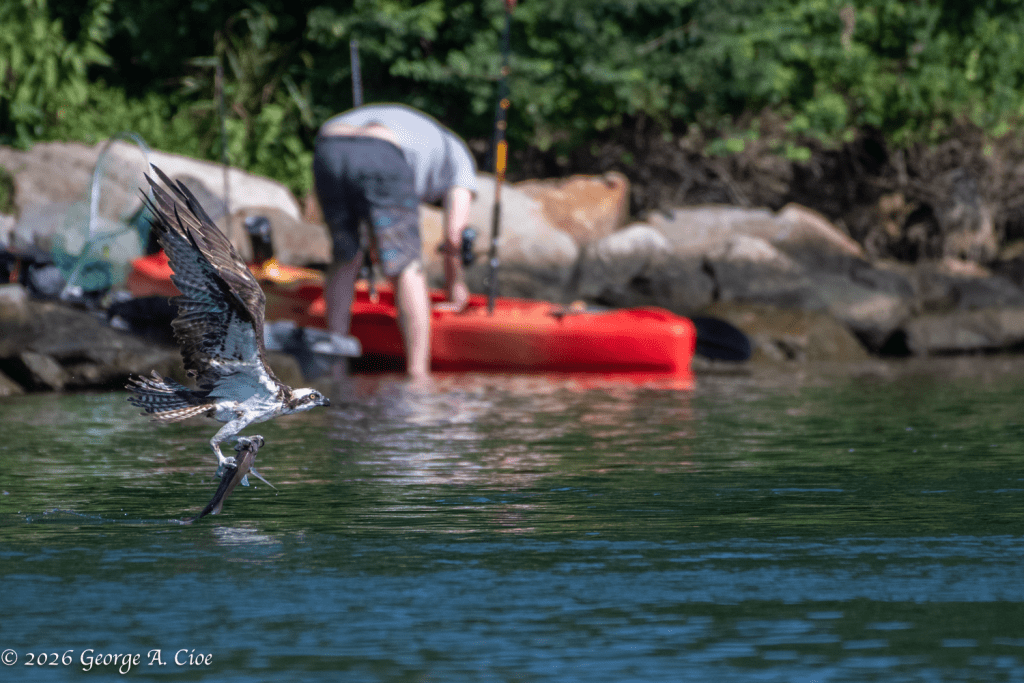 “Right Under Their Noses” Osprey with Scup