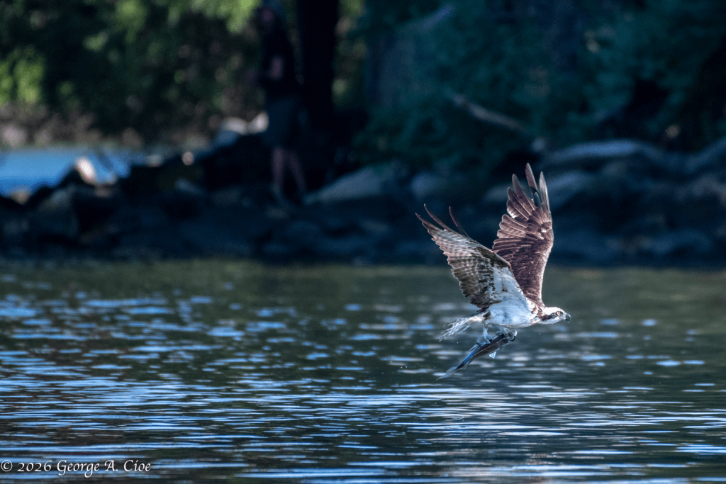 “Wet Wings, Firm Grip” Osprey with Scup