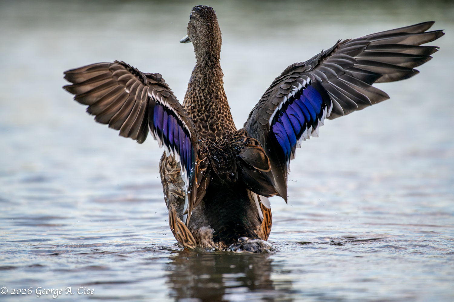 Just Ducky: The Secret Life of a Mallard at the Spa