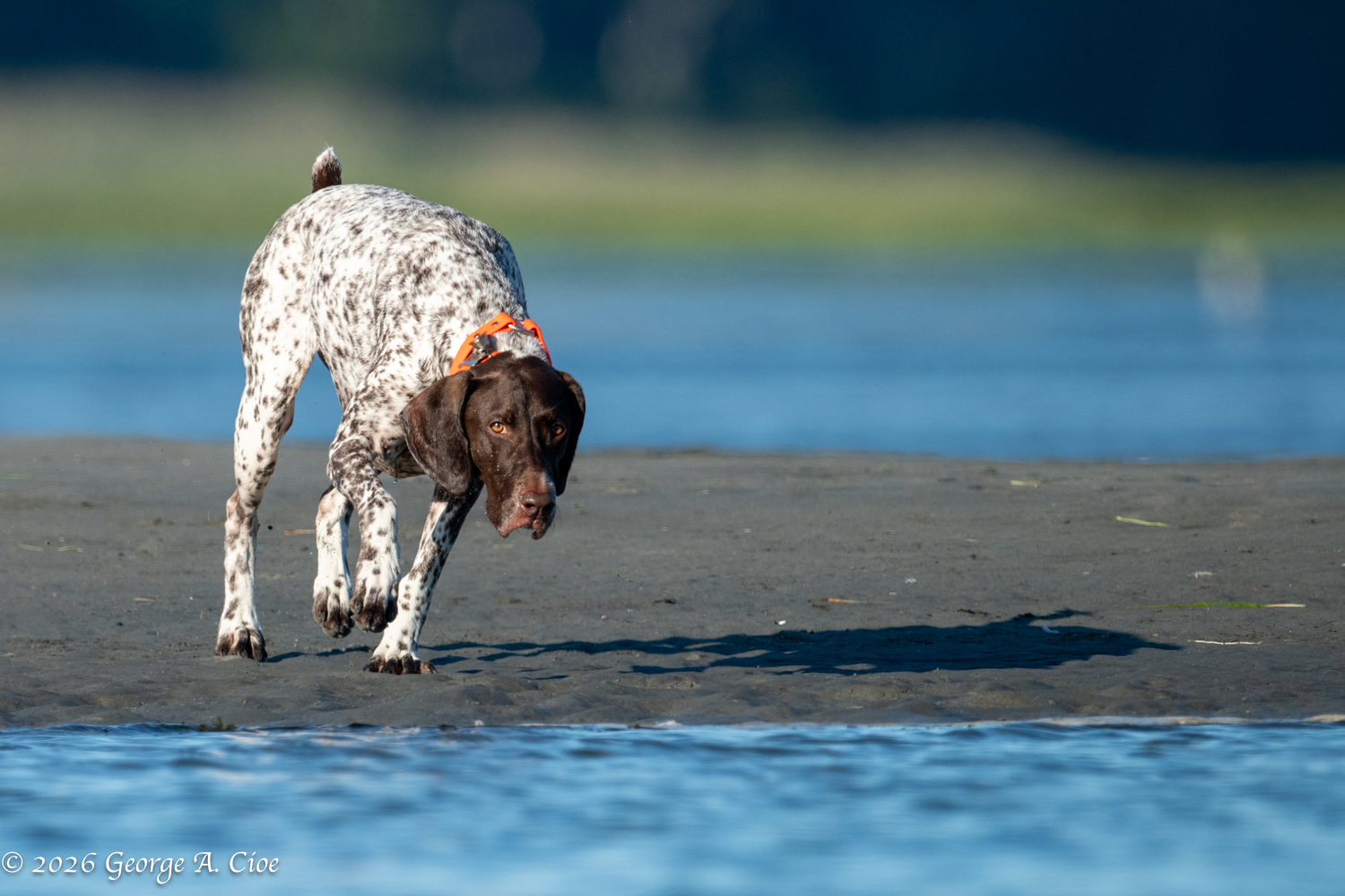 When Joy Has Four Legs: The Happiness of Dogs
