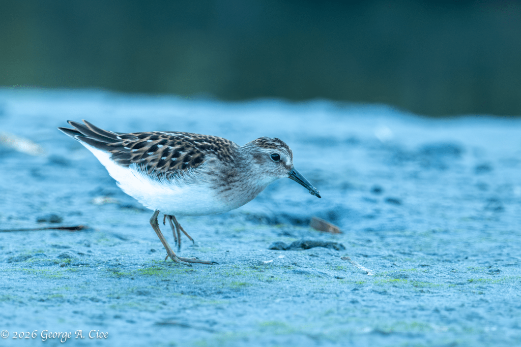 “The Least Revealed” Least Sandpiper