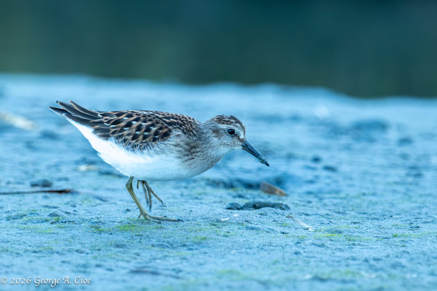 “The Least Revealed” Least Sandpiper
