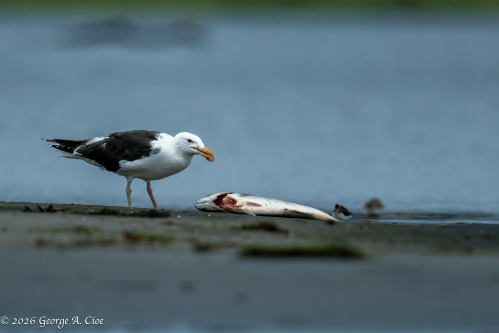 “Breakfast for the Biggest” Great Black-backed Gull
