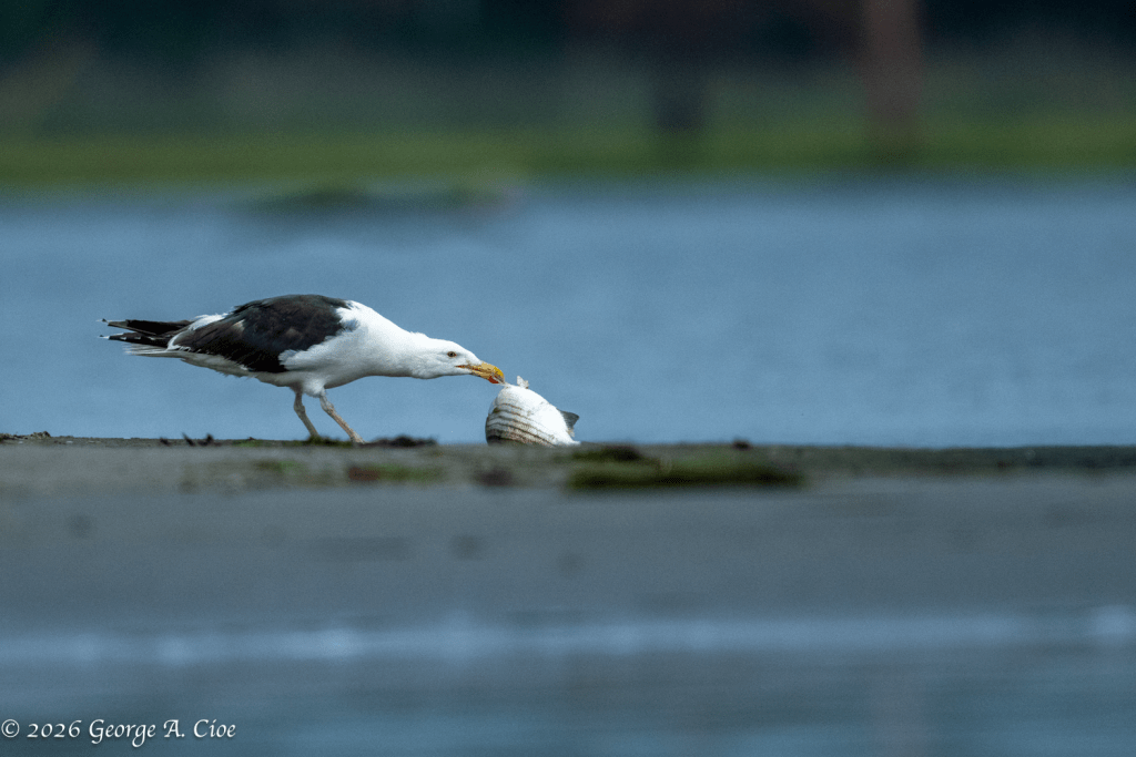 “The Gull and the Striper” Great Black-backed Gull
