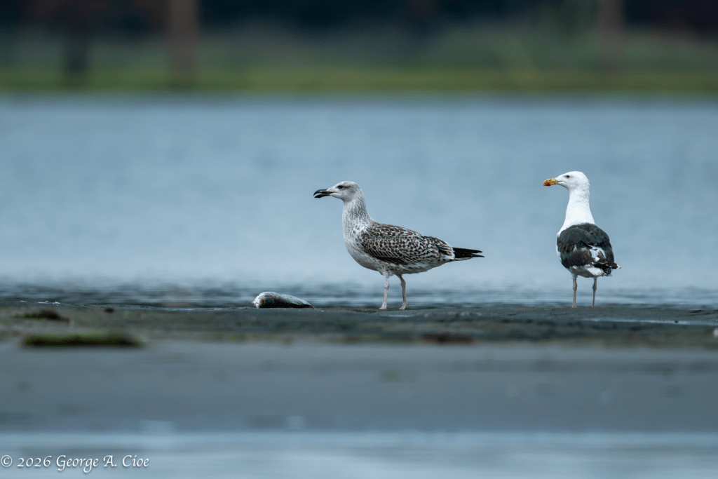 “The Second Shift” Two Great Black-backed Gulls